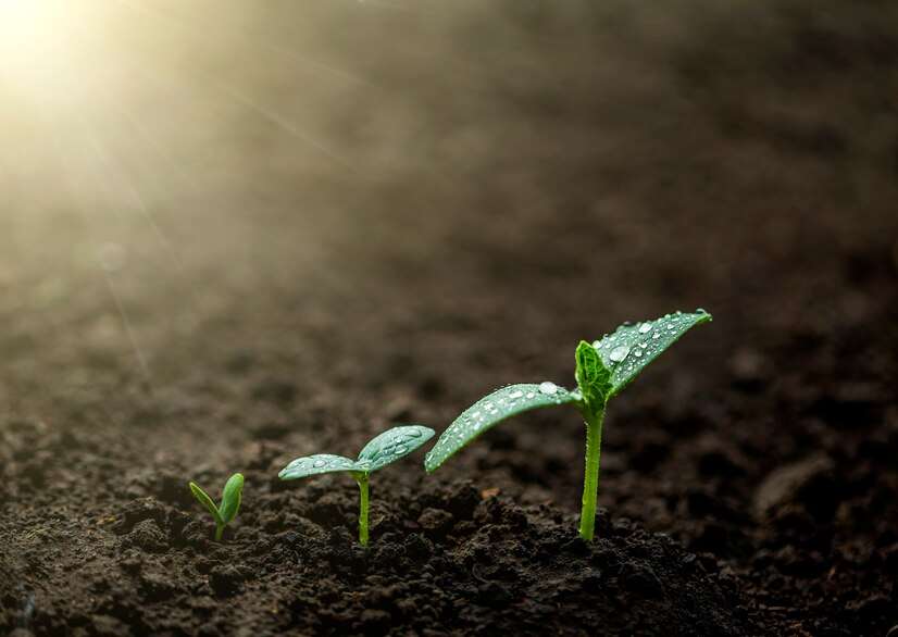 Organic compost for farming