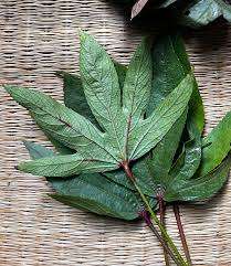 gongura
